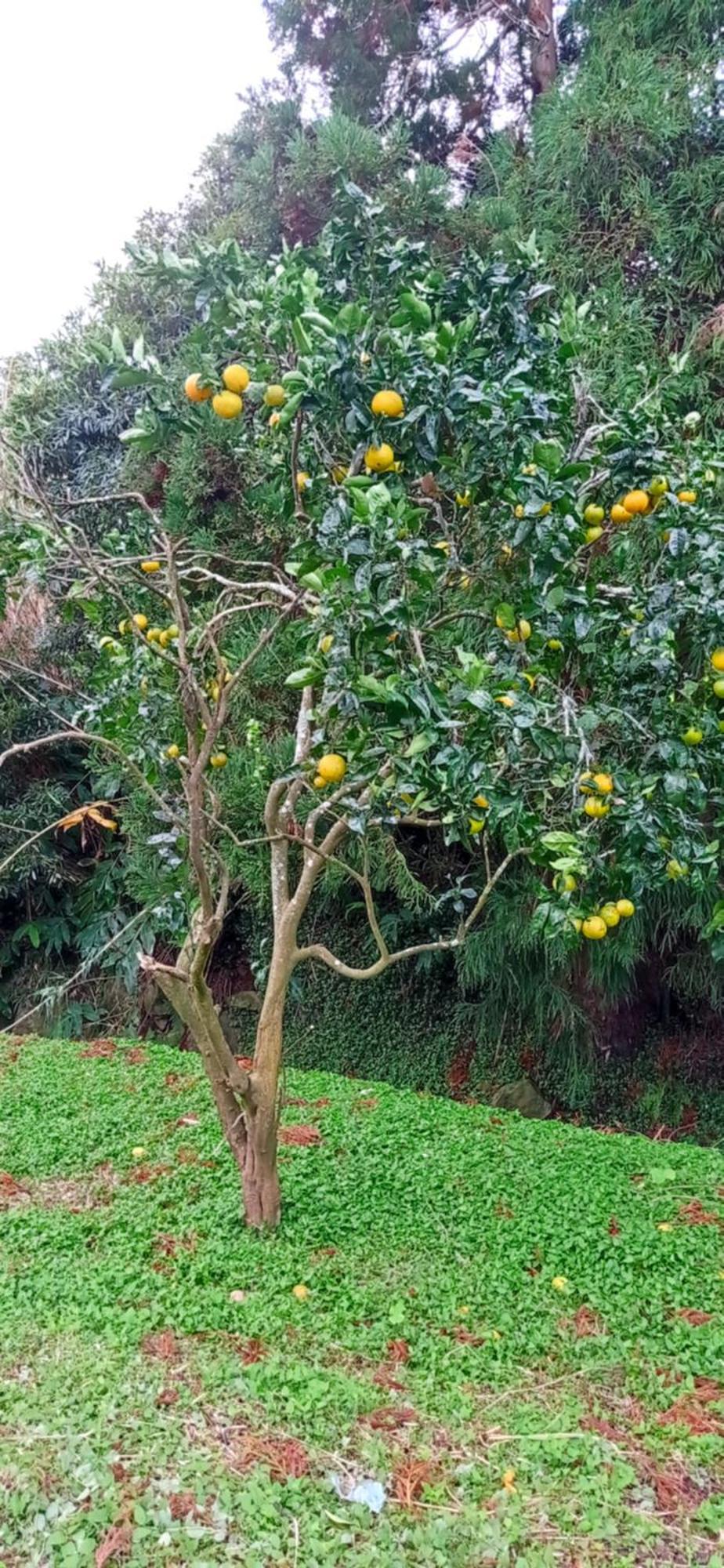 Villa Visconde Nordeste  Szoba fotó